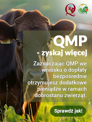 Ekoschemat „Dobrostan zwierząt”. Dodatkowe pieniądze dla hodowców bydła z QMP – tylko do 16 czerwca!